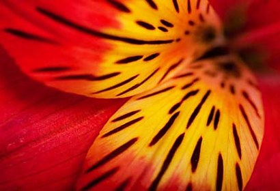 Fototapeta Flower Poetry 4293